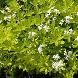 Waldmeister Waldmeister