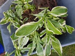 Hosta Hosta