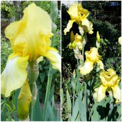 Iris , Schwertlilie , gelb Iris , Schwertlilie , gelb