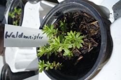 Waldmeister Waldmeister