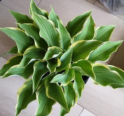 Hosta Regal Splendor Hosta Regal Splendor