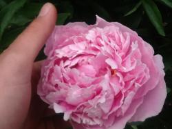 Pfingstrose Pfingstrose