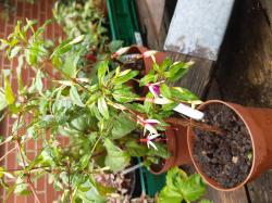 LadyBoothby+MagellanicaArauco Fuchsien LadyBoothby+MagellanicaArauco Fuchsien