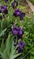 Iris Superstition Iris Superstition