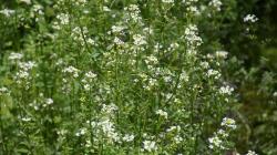 Echte Brunnenkresse Echte Brunnenkresse