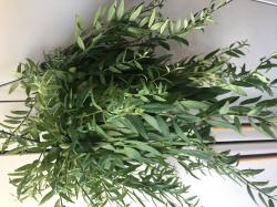 Aeschynantus - Schamblume 'Japhrolepis' Aeschynantus - Schamblume 'Japhrolepis'
