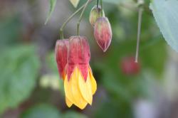Abutilon "Kentish Bell" Abutilon "Kentish Bell"