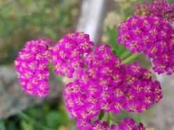 Schafgarbe Pink Schafgarbe Pink