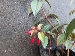 Fuchsie Brockenfeuer Fuchsie Brockenfeuer