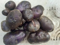 Congo-Blaue Kartoffeln-Blauer Schwede Congo-Blaue Kartoffeln-Blauer Schwede