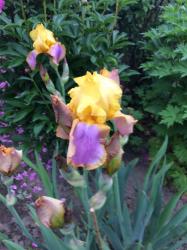 Iris Sunset SKY Iris Sunset SKY