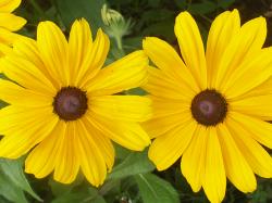 Sonnenhut/Rudbeckia Sonnenhut/Rudbeckia