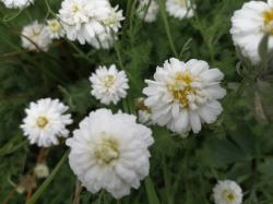 Römische Rasen Kamille - Absicht Römische Rasen Kamille - Absicht