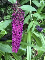 Sommerflieder Sommerflieder