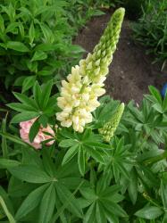 Lupine hell gelb, creme Lupine hell gelb, creme
