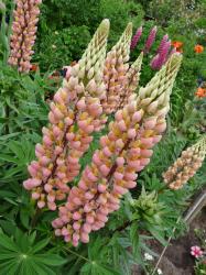 Lupine hell rosa mit gelb Lupine hell rosa mit gelb