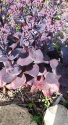 Fette Henne violet Fette Henne violet