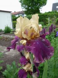 Iris Vagabund Iris Vagabund