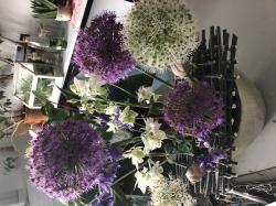 Lila Allium-Zierlauch - Samen Lila Allium-Zierlauch - Samen