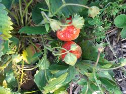 4 Mara de Bois-franz.Monatserdbeeren 4 Mara de Bois-franz.Monatserdbeeren