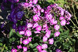 Flammenblumen Flammenblumen