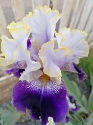 letzte Iris Solvak Prince, Mego, 100cm, hellblau, lila, gelb letzte Iris Solvak Prince, Mego, 100cm, hellblau, lila, gelb