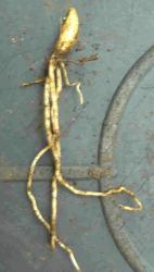 20 Bärlauchrhizome 20 Bärlauchrhizome
