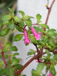 Fuchsia microphylla Fuchsia microphylla