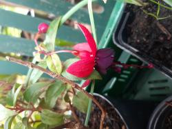 Lady in Black-winterharte Fuchsie+Zugaben Lady in Black-winterharte Fuchsie+Zugaben