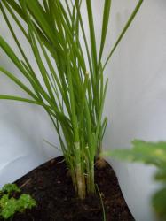 Schnittknoblauch Schnittknoblauch