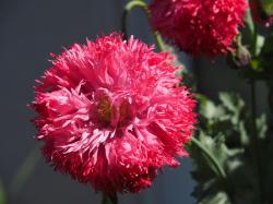 Puschelmohn in rosa Puschelmohn in rosa