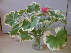 Geranie panaschiert rosa Blüten Geranie panaschiert rosa Blüten