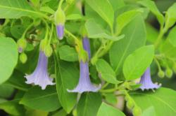 Acnistus Australis 3 unbew.Ableger Acnistus Australis 3 unbew.Ableger