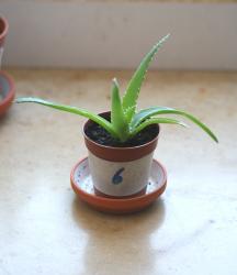Aloe Jungpflanze (No. 6) Aloe Jungpflanze (No. 6)