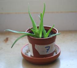 Zwei Aloe Jungpflanzen (No. 7) Zwei Aloe Jungpflanzen (No. 7)