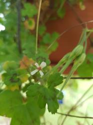 Pelargonium Wildform ? Pelargonium Wildform ?