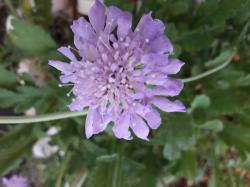 Scabiose Scabiose