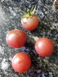 Tomate Black Cherry Tomate Black Cherry