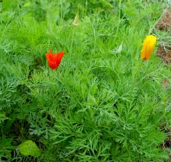 Goldmohn - Kalifornischer Mohn - Samen Goldmohn - Kalifornischer Mohn - Samen