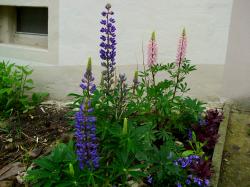 Lupinen Samen Lupinen Samen