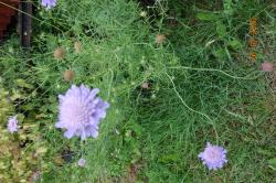 Kaukasus - Scabiose - hellblau Kaukasus - Scabiose - hellblau