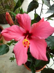 Zimmer-Hibiskus Zimmer-Hibiskus