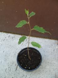 südlicher Zürgelbaum südlicher Zürgelbaum