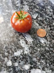 Tomate Petite Chocolate Tomate Petite Chocolate