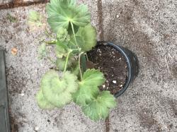 Pelargonie tetragonum Pelargonie tetragonum