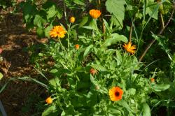 Ringelblumen aus Permakulturgarten Ringelblumen aus Permakulturgarten