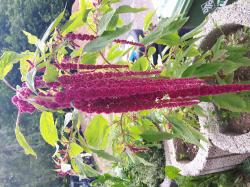 Amaranth Dreadlocks Amaranth Dreadlocks