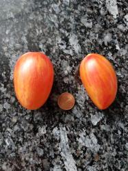Tomate Blush Tomate Blush