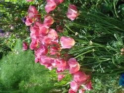 Seidenmohn kräftig rosa - winterhart - Samen Seidenmohn kräftig rosa - winterhart - Samen