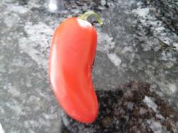 Chili Jalapeno Chili Jalapeno